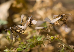 Termite Inspection CT Termites will soon be Swarming