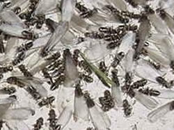 Termite Inspection CT Termites