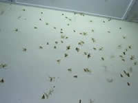 Termite Inspection CT Termite Swarmers
