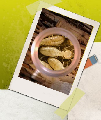 Termite Inspection CT Logo